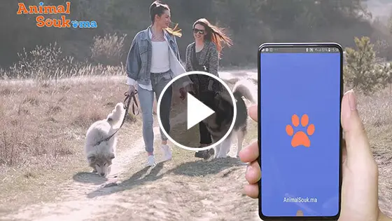 vidéo animalerie en ligne - animalsouk.ma