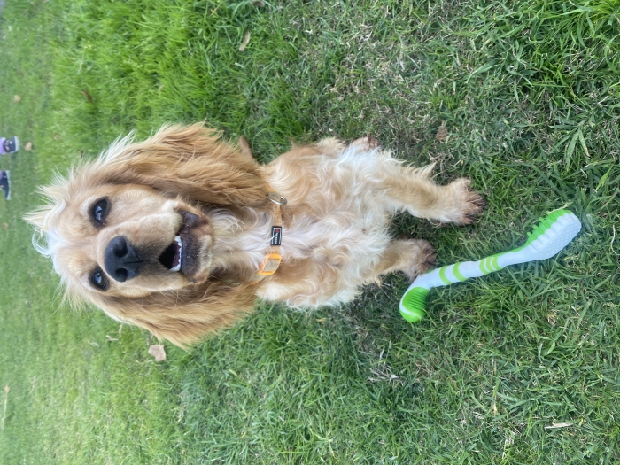 Cocker Spaniel anglaise