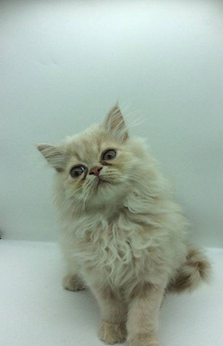 Chaton persan 3 mois