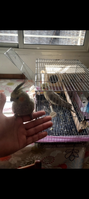 Calopsitte couple dressé avec cage et maison