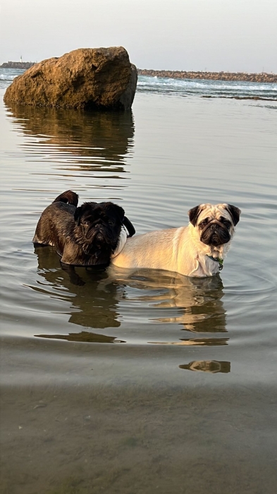 Carlin mâle à vendre