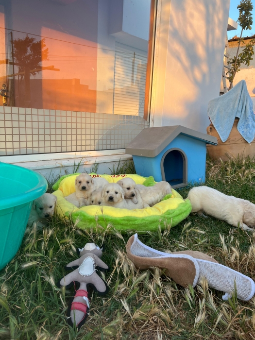 Golden retriever 🔥