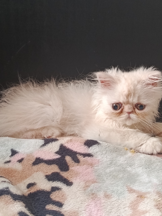 Chat persan race pur