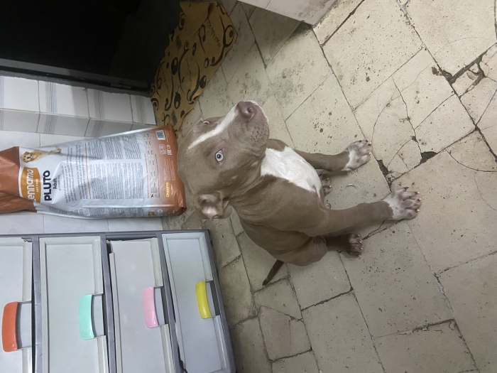 Chiot bully american standar