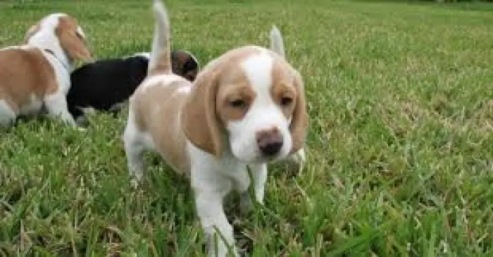 Chiots beagle bicolore et tricolore