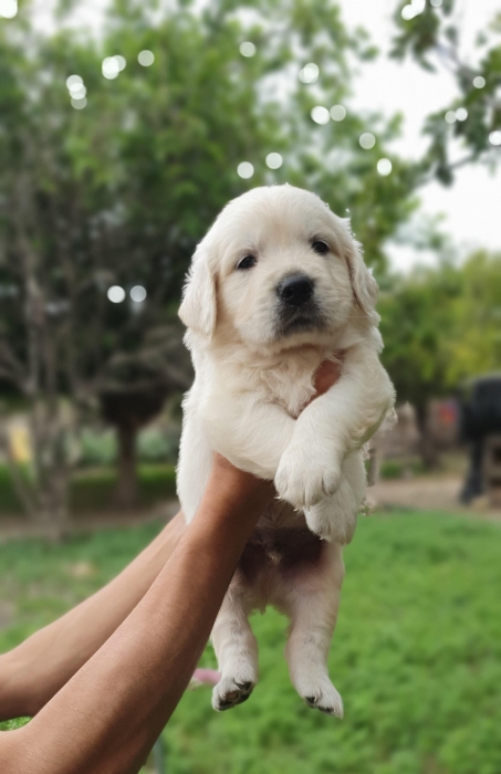 Labrador retriever 🔥