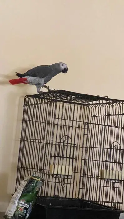 Perroquet Gris de Gabon