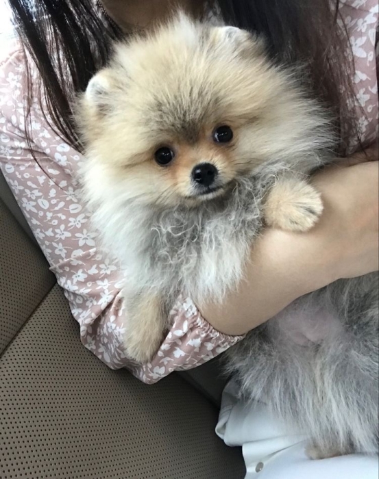 Pomeranian