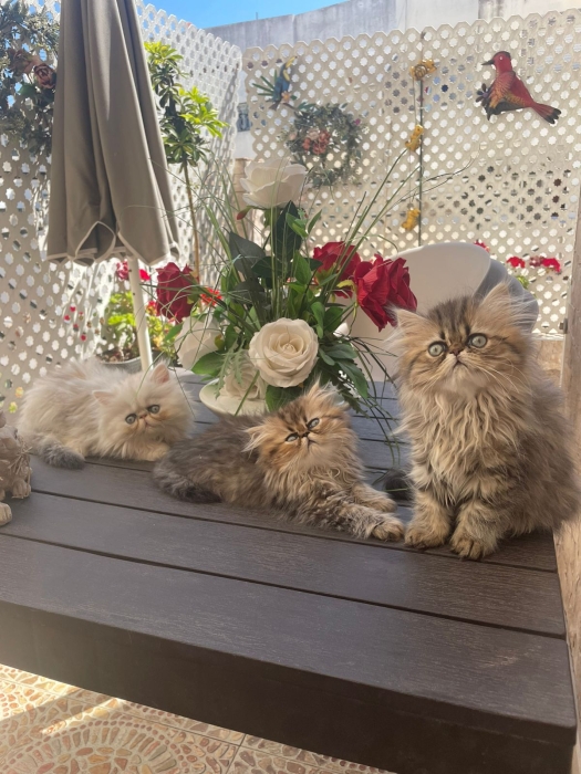 Chat persan chinchilla