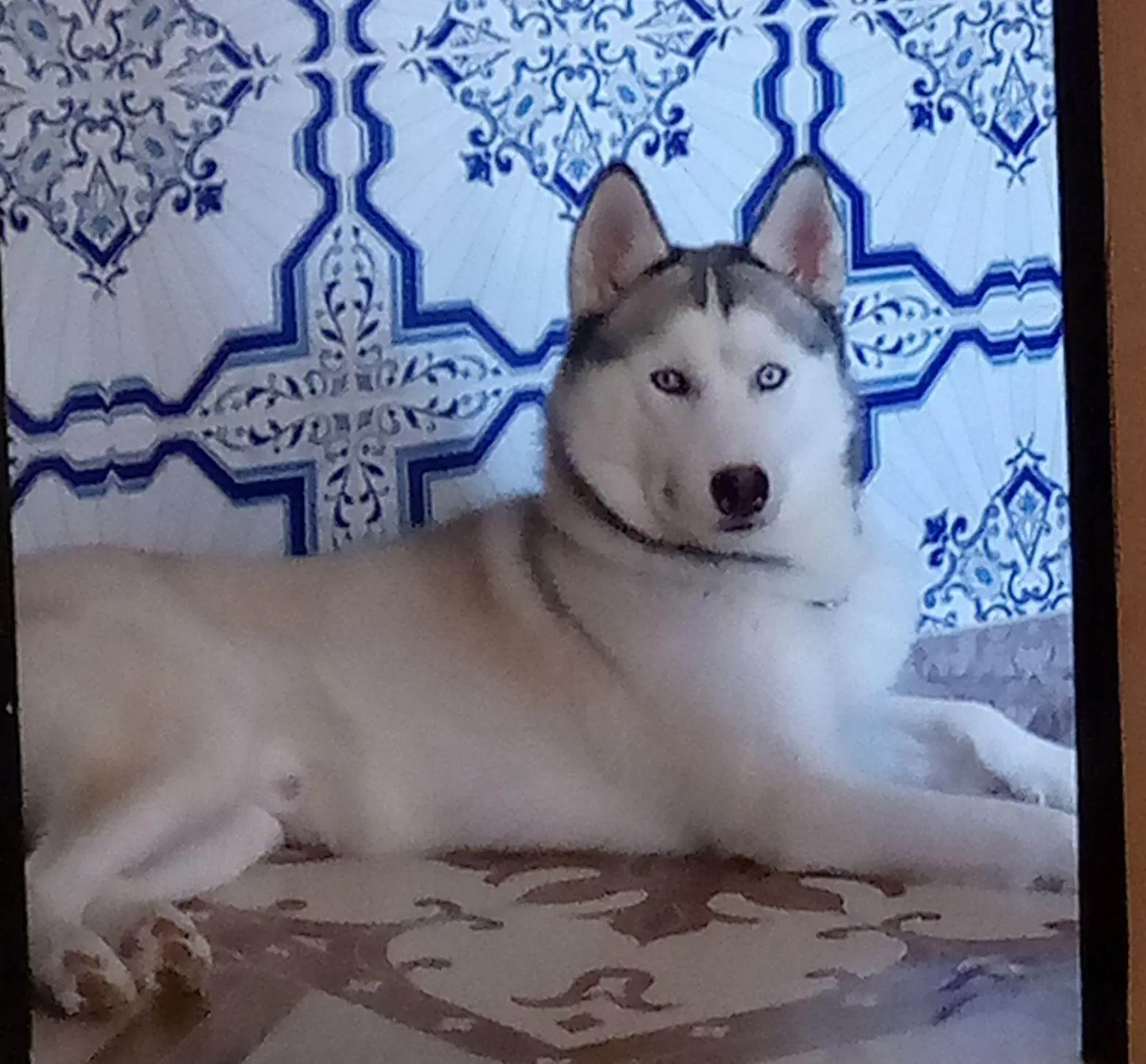 بيع كلب هاسكي