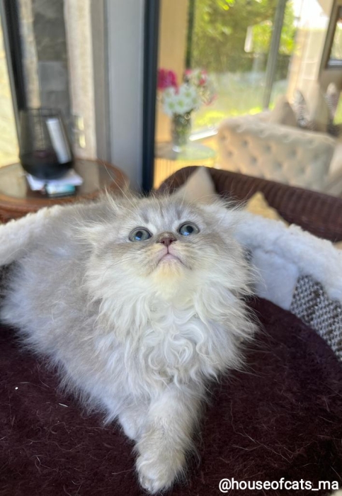 Highland fold et straight