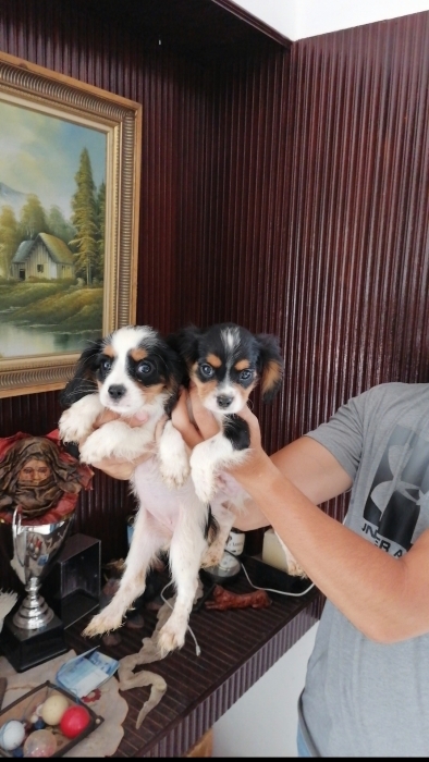 Cavalier king charles