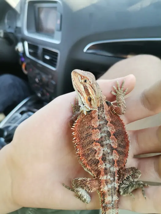 Bearded dragon