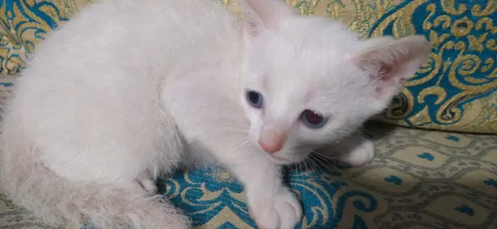 Un chat blanc à vendre