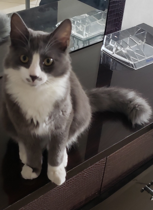 Chat Mal Snowshow 5 Mois