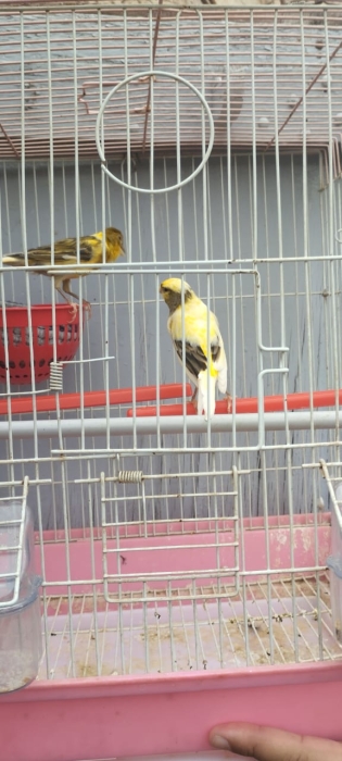 Couple Canaris كنار