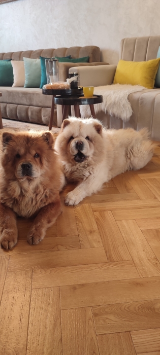 Couple chowchow