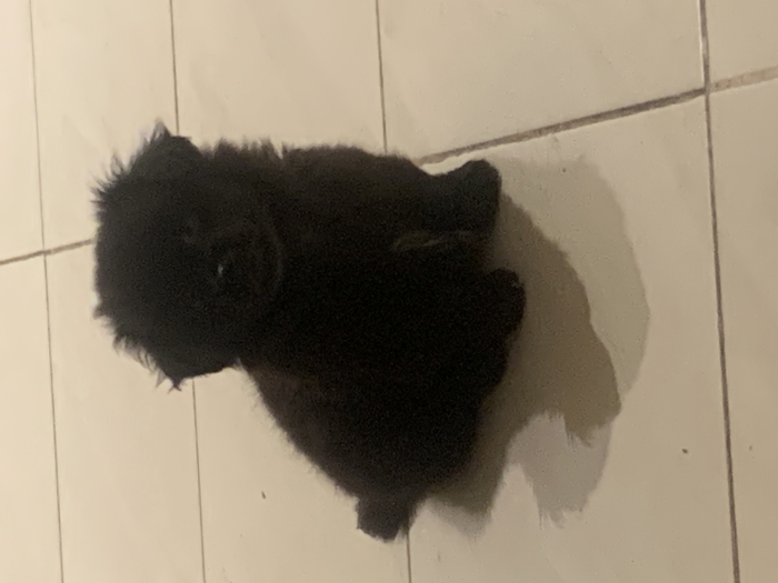 Dutch tulip(Markiesje).