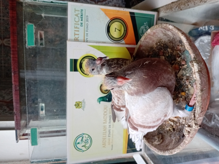 فراخ الحمام الزاجل