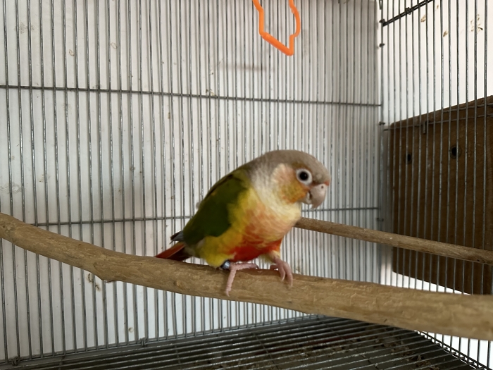Conure molinae