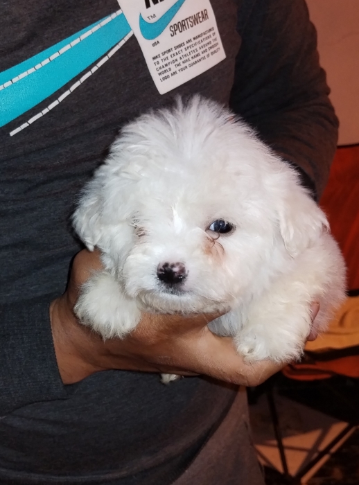 Bichon Maltais