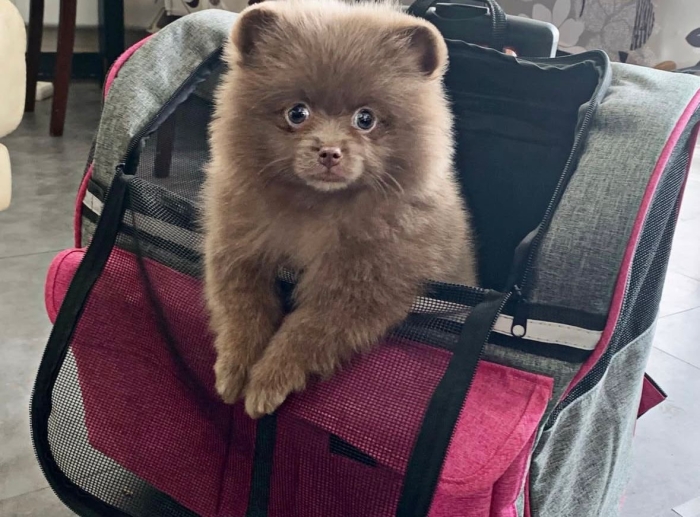 Spitz Nain Loulou de Pomeranie