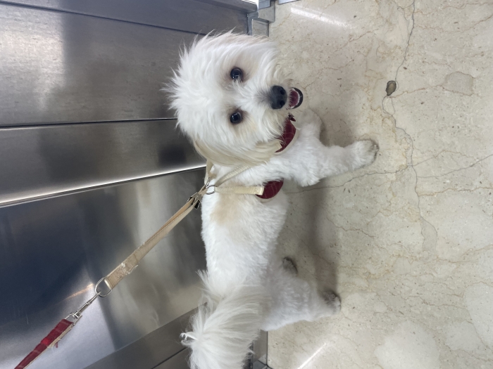 Male Maltese dog for mating (1 year old)