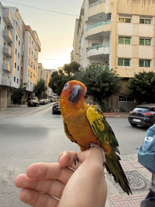 Conure soleil