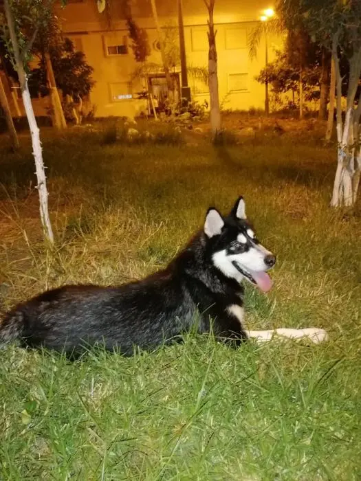 Hasky malamout sibérien