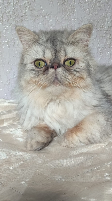 Femelle persan 8 mois