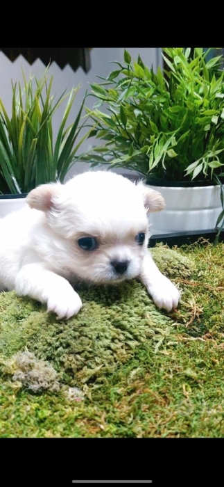 chihuahua toy pedigree