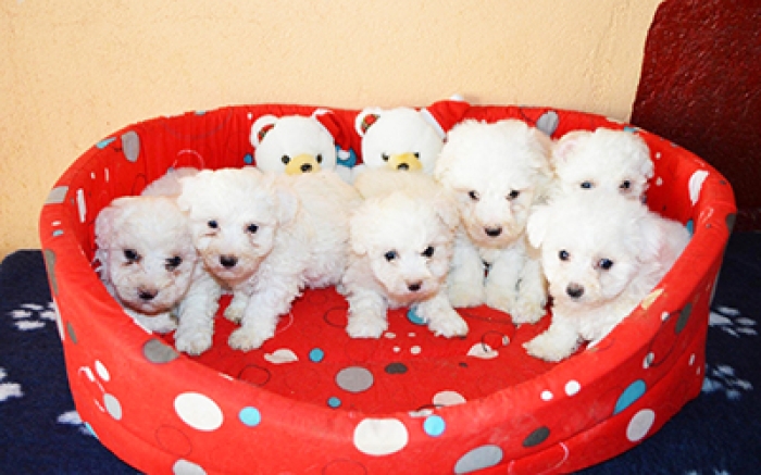 Bichon Maltais