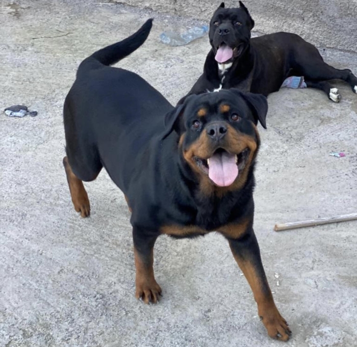 Femelle Rottweiler