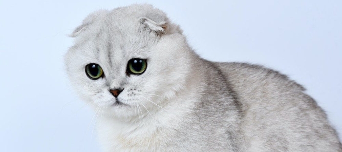 Femelle Scottish fold