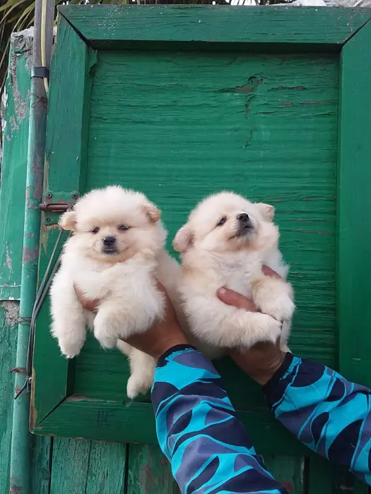 Spitz mâles et femelles