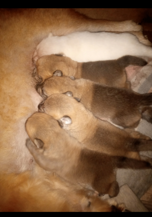 Chowski 2 mois à vendre