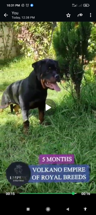 Chiots rottweiler pedegree (6 mois)