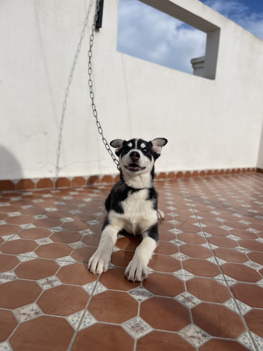 Husky femelle & Carnet de vaccin