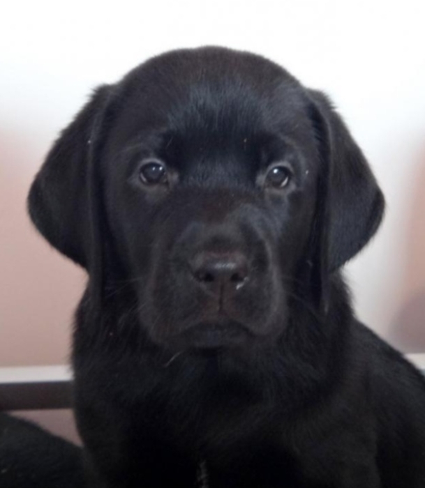 Labrador