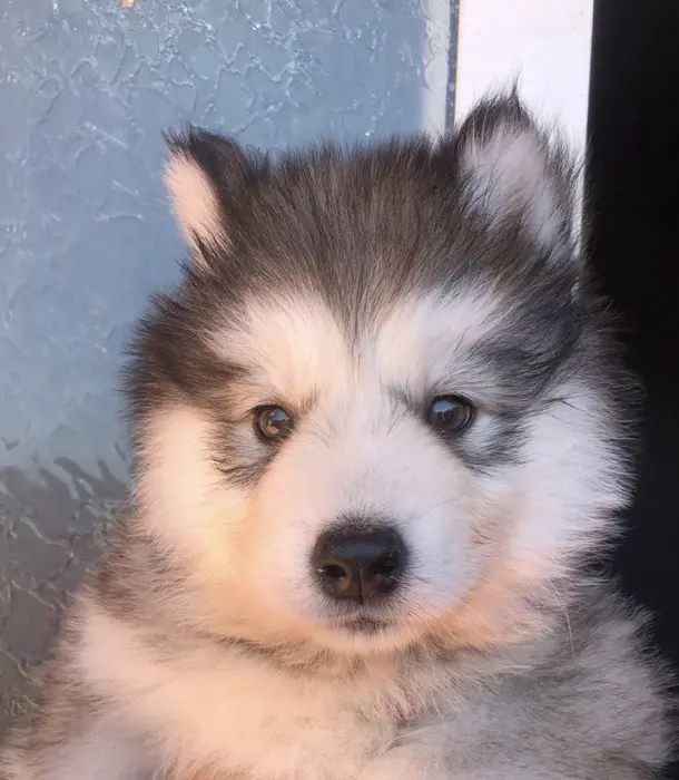 Chiots Malamute