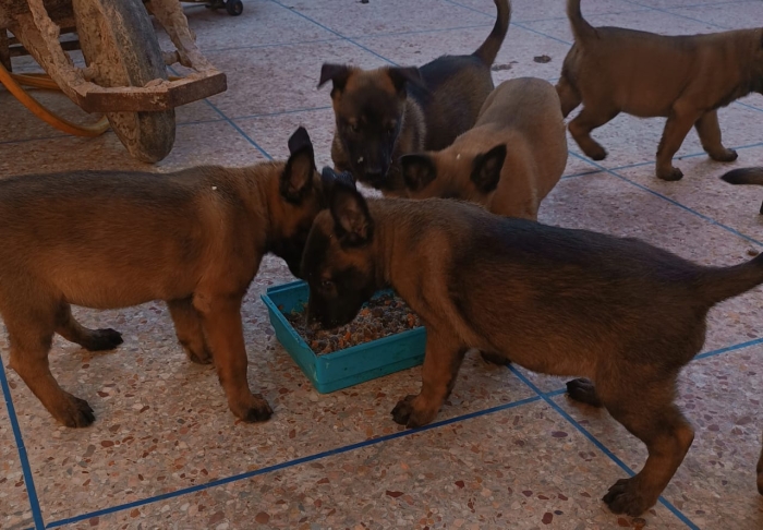 Petits chiot malinois charbonné