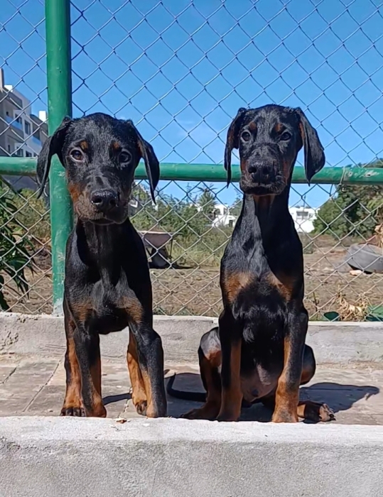 Doberman