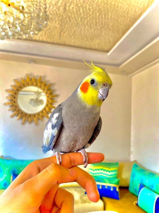 Kin Calopsit mdrisi Casablanca