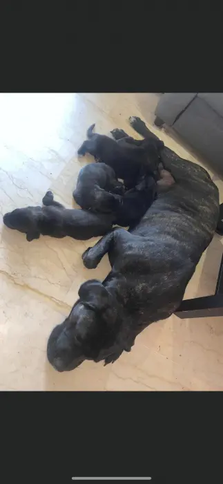 Lignée de champion 6 bébé chiot pédigrée + puce électronique + carnet de vacssin en main