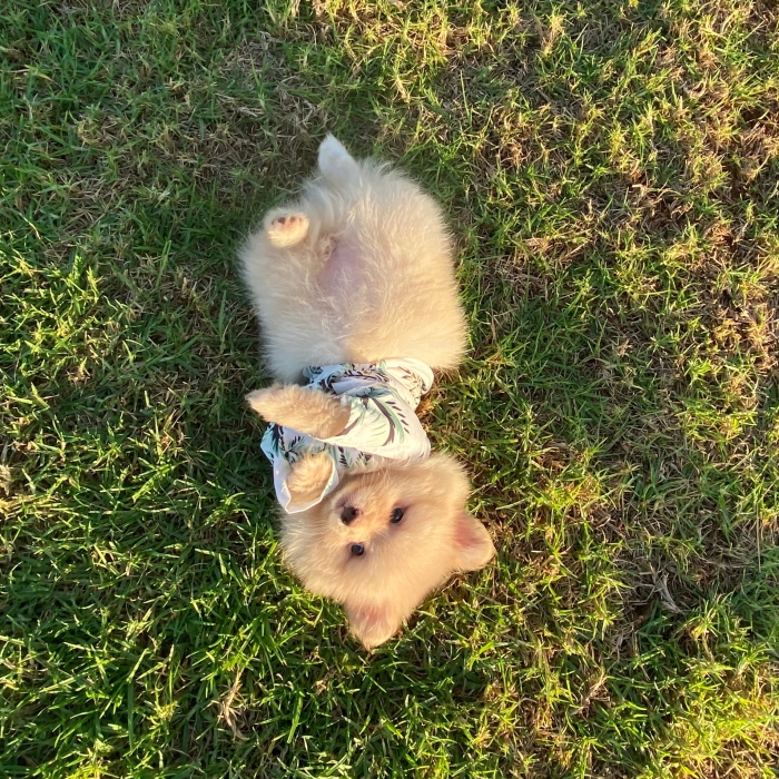 Spitz Pomeranian nain