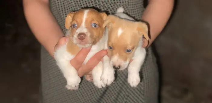 labrador et golden et 22 autre race pure