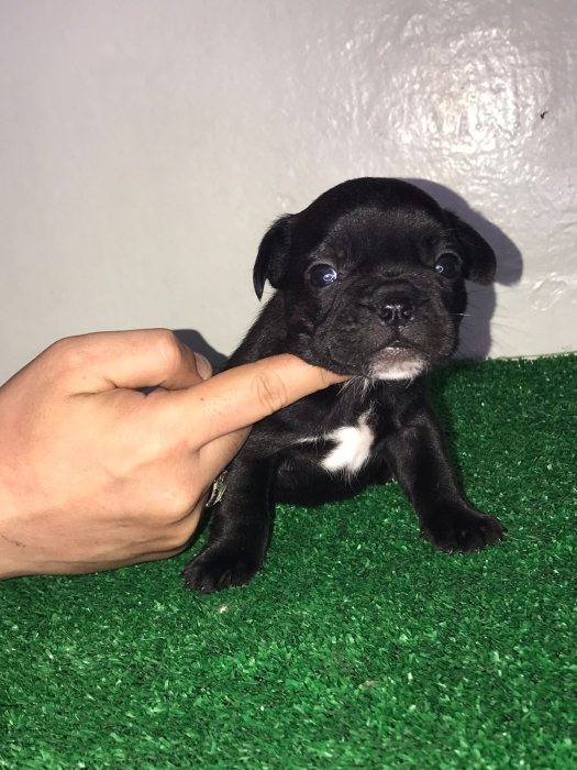 Bulldog français pure race