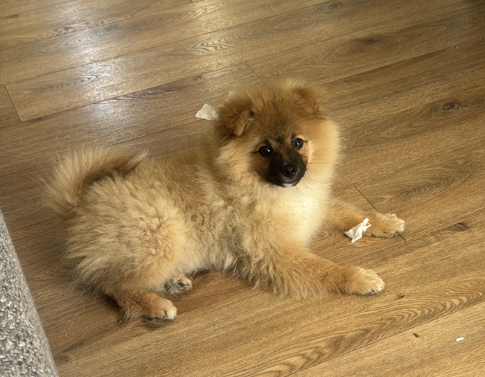 Sptiz cherche une nouvelle famille !