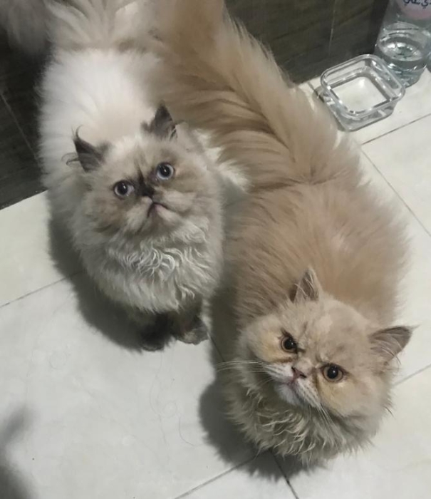 Magnifiques couple persan