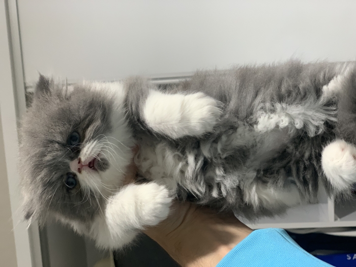 Chatons persan pure race